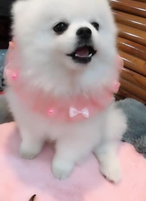 娱乐吃瓜酱小白狗,揭秘娱乐圈那些不为人知的幕后故事